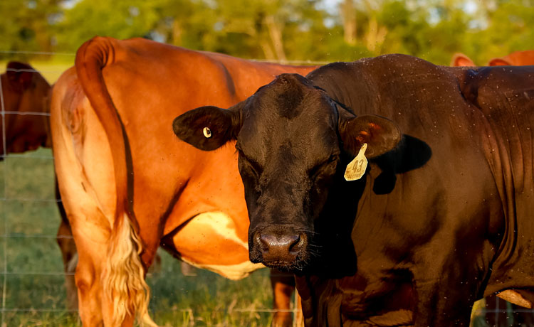 A photo of a black bull in a herd of cattle, looking at the camera in a green pasture.